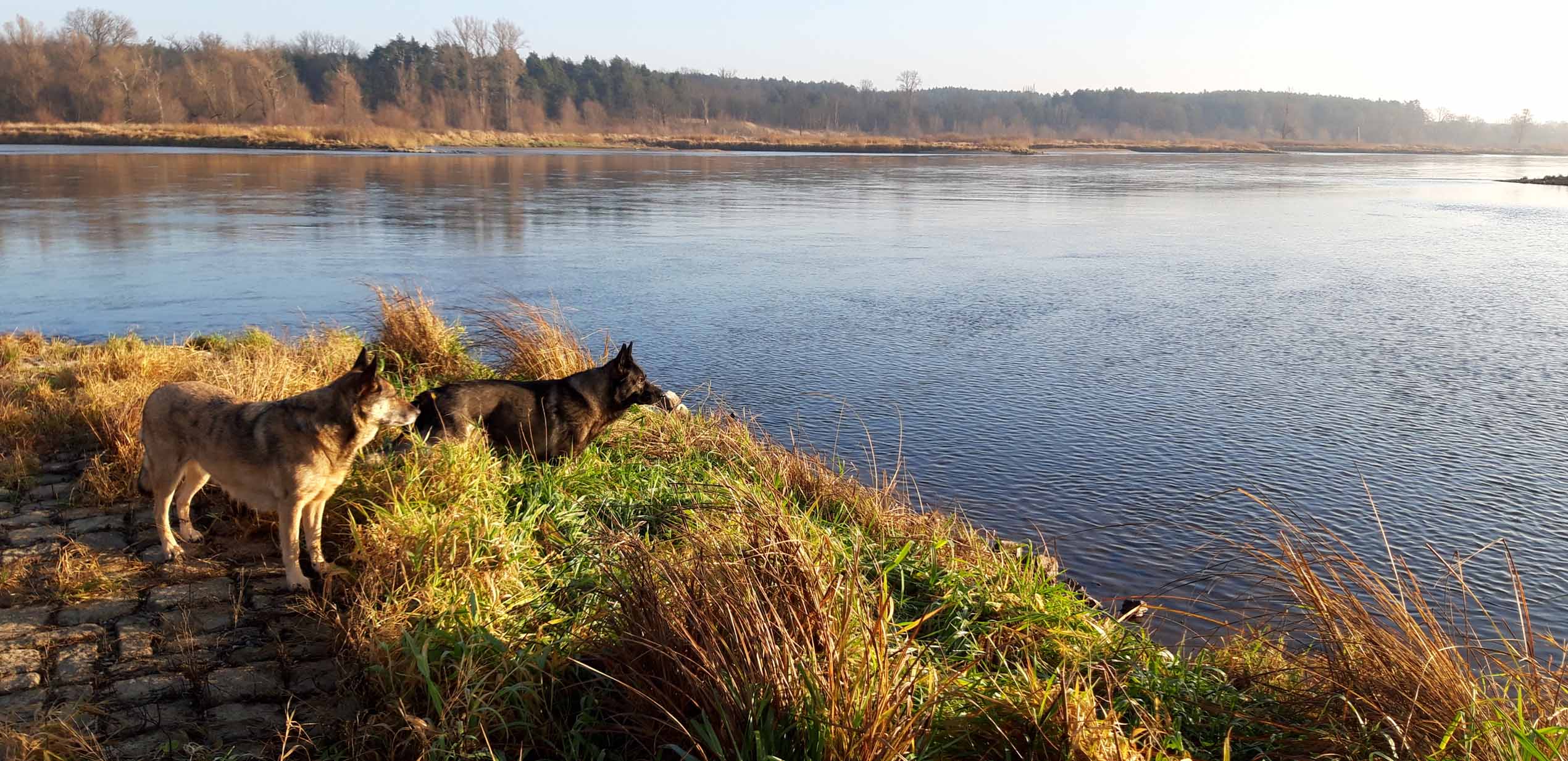 Ferienhaus Oderdeich - Traumurlaub für dem Hund