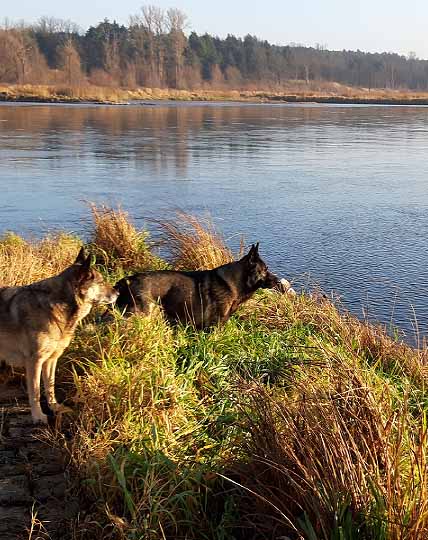 Ferienhaus Oderdeich - Urlaub mit dem Hund